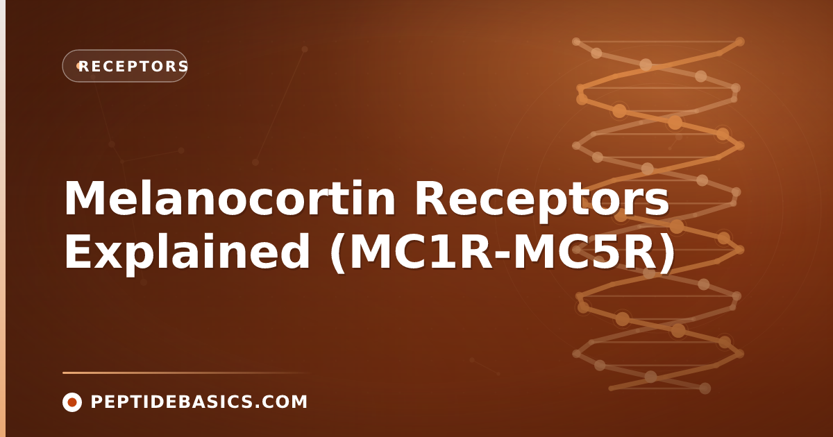 Melanocortin Receptors Explained (MC1R-MC5R)