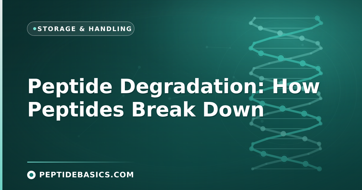 Peptide Degradation: How Peptides Break Down