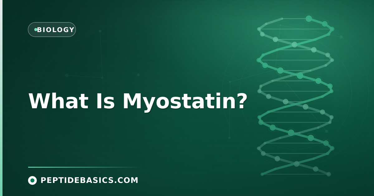 What Is Myostatin?